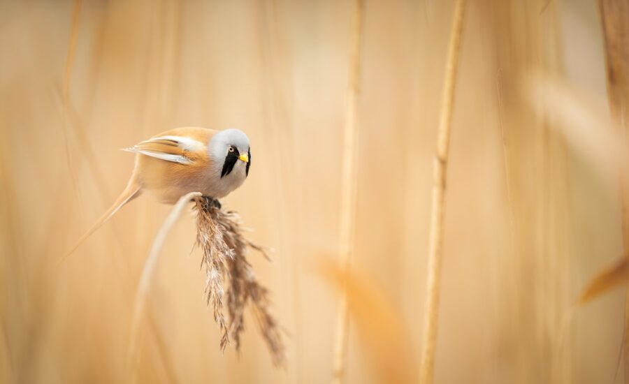 photeeq depth of field